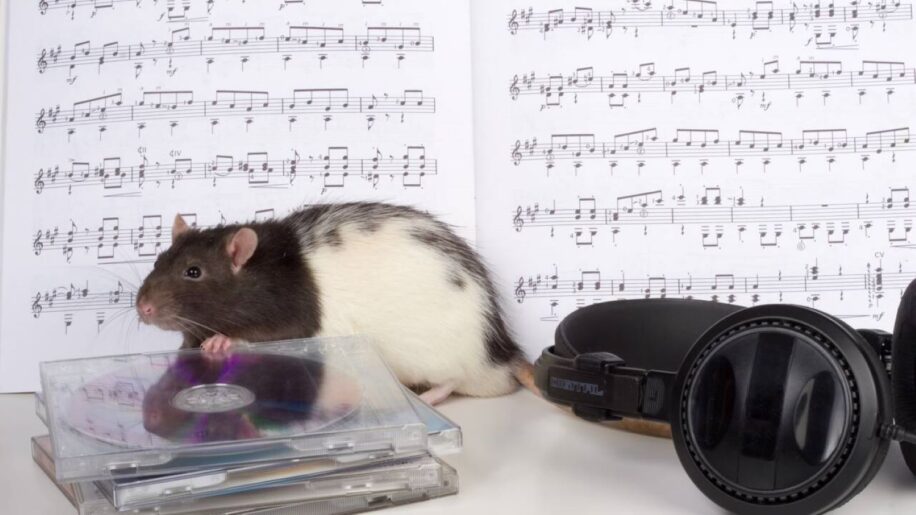 rat capable mouvement tete rythme musique comme humains