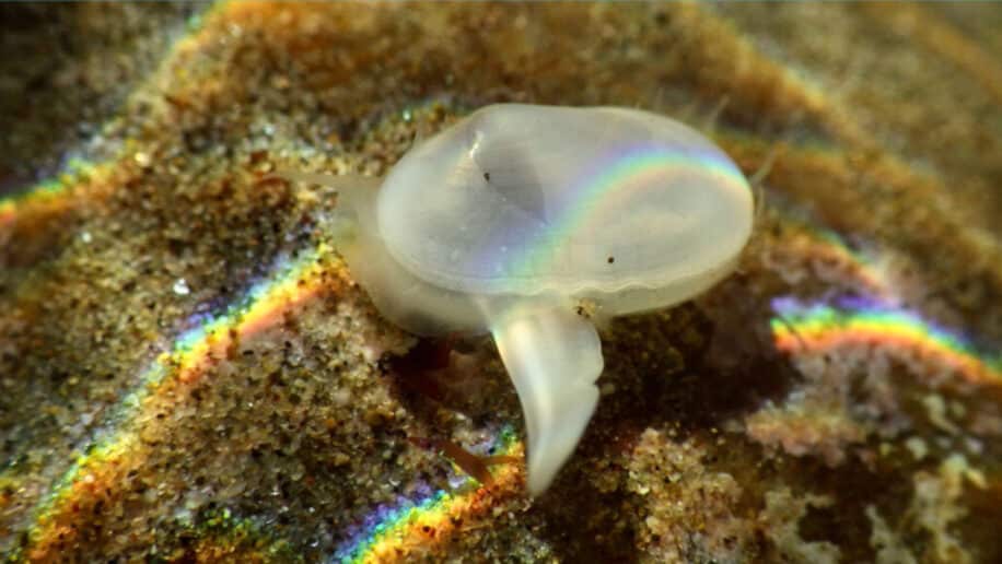 spécimen vivant espèce fossile