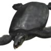 tortue la plus grande europe nouvelle espece couv