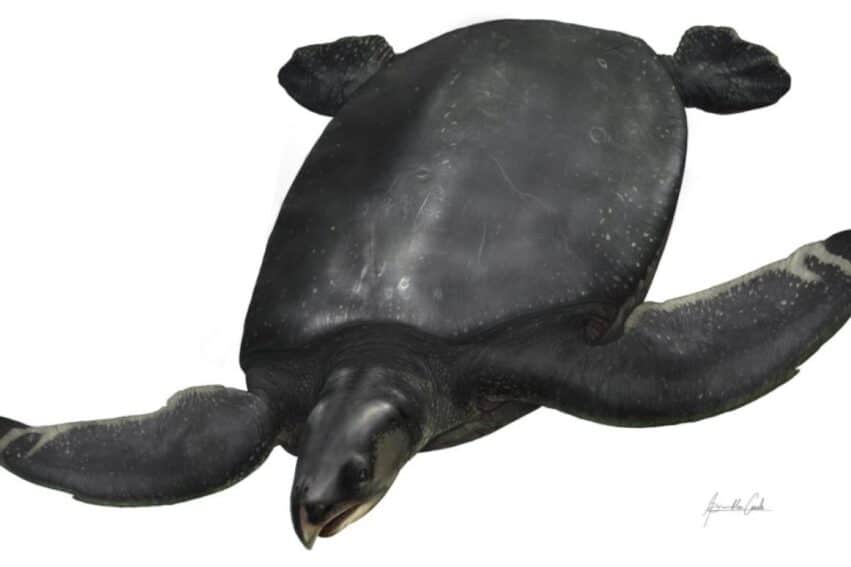tortue la plus grande europe nouvelle espece couv
