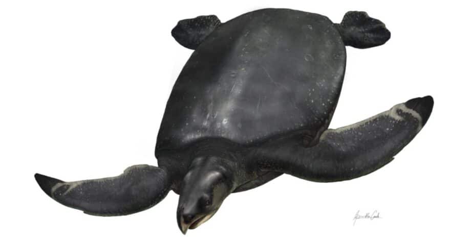 tortue la plus grande europe nouvelle espece couv