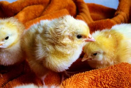 abattage poussin males femelles