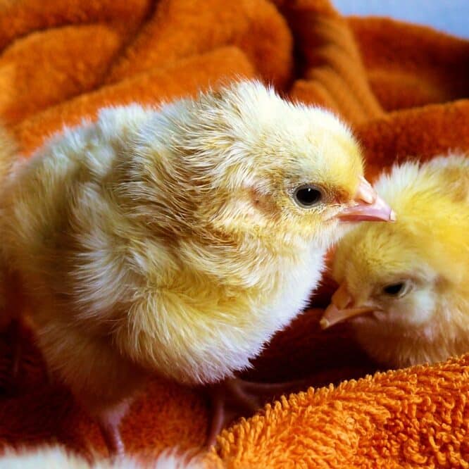 abattage poussin males femelles