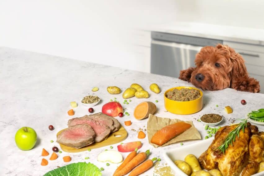 alimentation chien croquettes fait maison couv