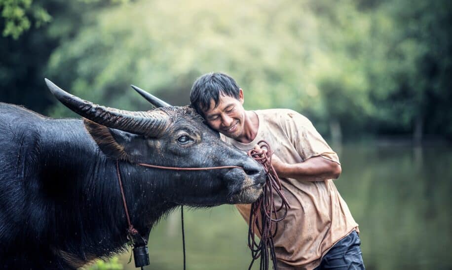 animaux empathique emotion