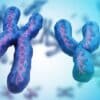 cellules souches male femelle code genetique identique couv