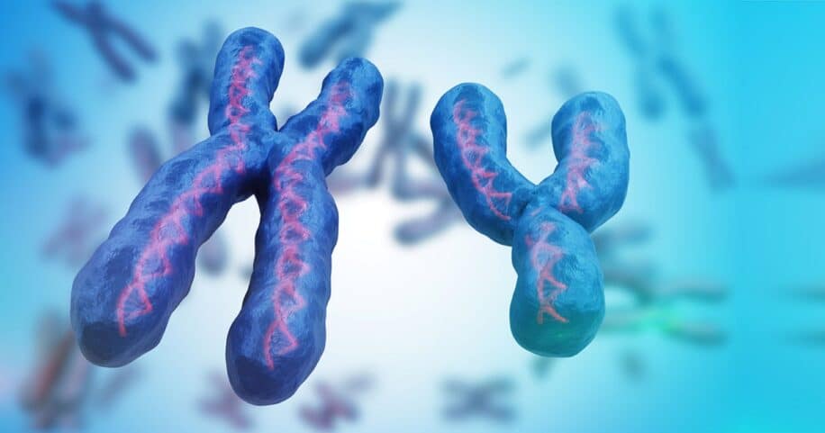 cellules souches male femelle code genetique identique couv