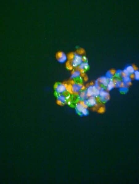colle cellulaire assemblage organe tissu medecine regenerative couv