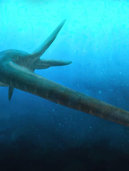 eromangasaurus australis premier fossile entier tete couv