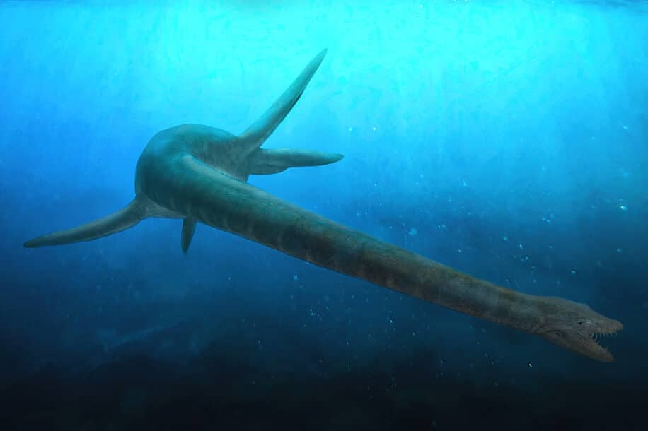 eromangasaurus australis premier fossile entier tete couv
