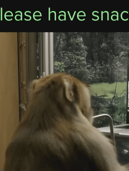 neuralink singe cobaye capable ecrire pensee