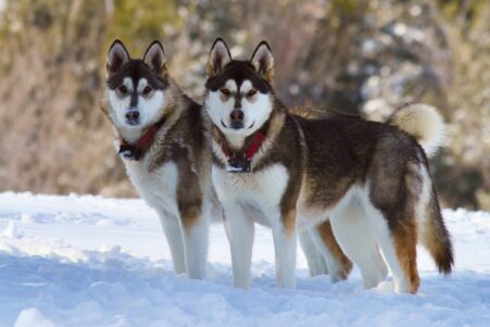 os chien vieil domestication