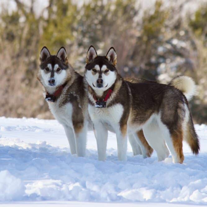 os chien vieil domestication