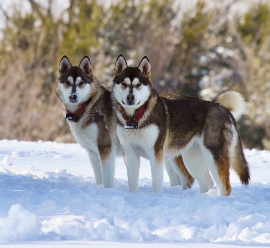 os chien vieil domestication