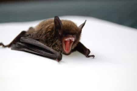 production sons chauves-souris grognement écholocation