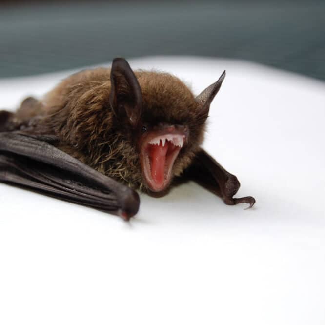 production sons chauves-souris grognement écholocation