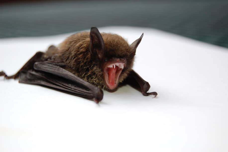 production sons chauves-souris grognement écholocation