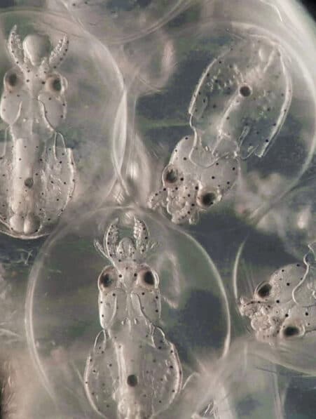 développement cerveau système nerveux calmars