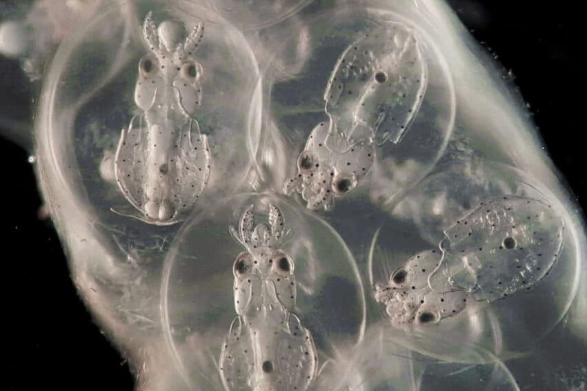 développement cerveau système nerveux calmars