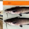 gene alligator poisson chat crispr resistance maladies