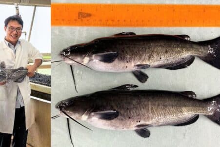 gene alligator poisson chat crispr resistance maladies