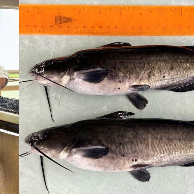 gene alligator poisson chat crispr resistance maladies