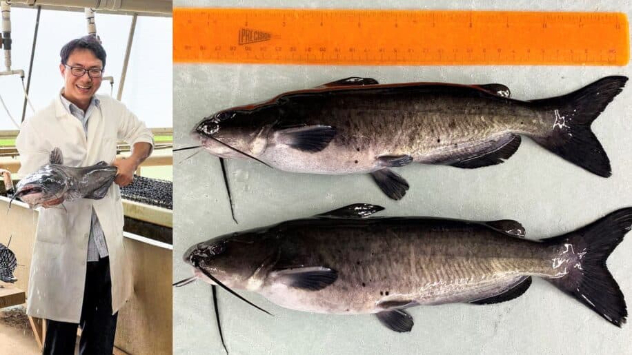 gene alligator poisson chat crispr resistance maladies