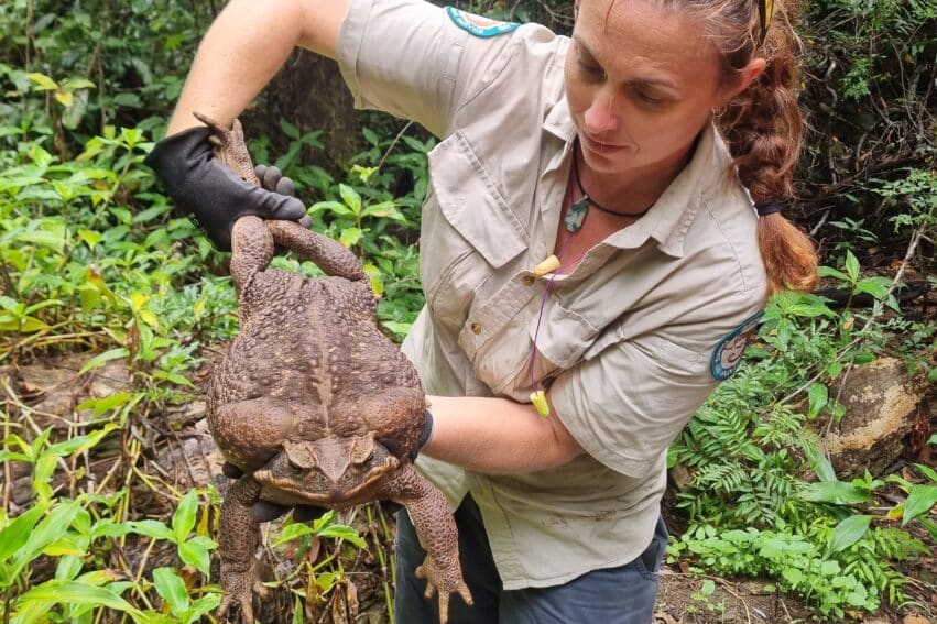 invasive toadzilla crapaud buffle