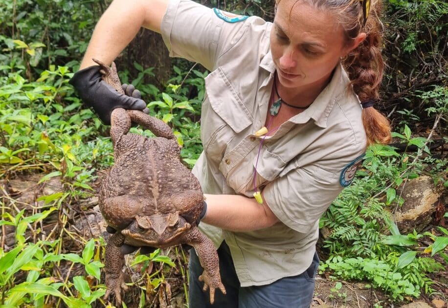invasive toadzilla crapaud buffle
