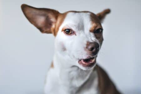 petit chien court agressif