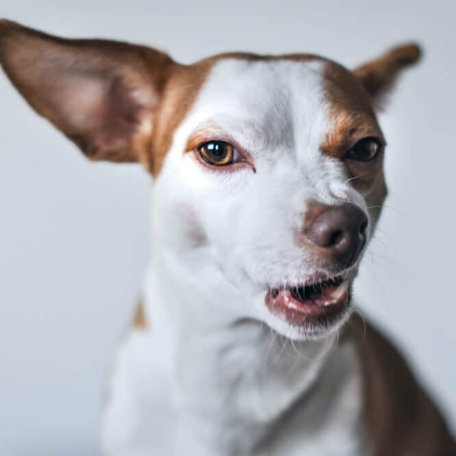 petit chien court agressif
