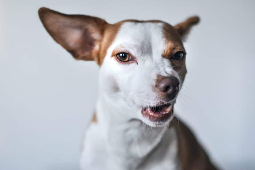 petit chien court agressif