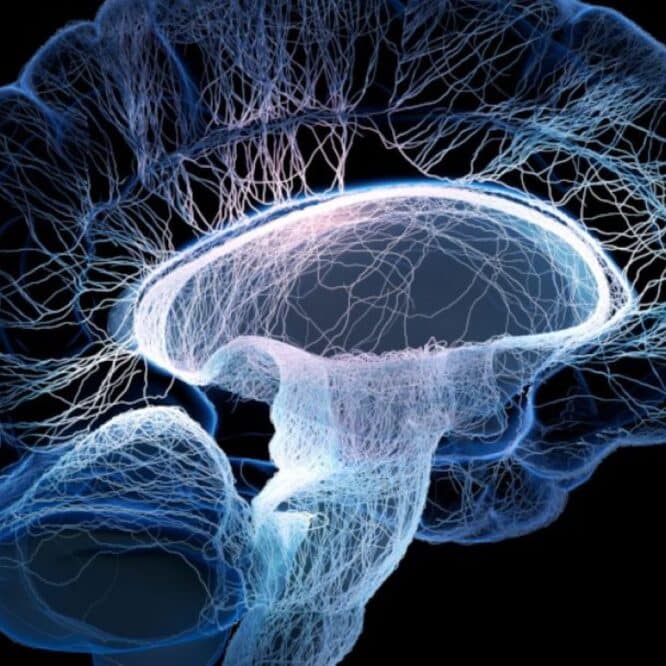 reseau commun zones cerebrales 6 maladies mentales couv