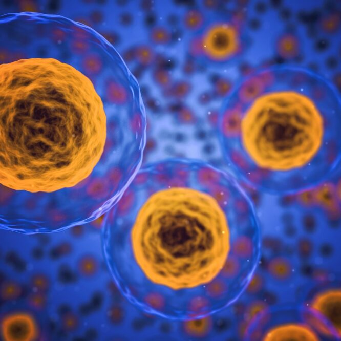 voie intracellulaire inflamation