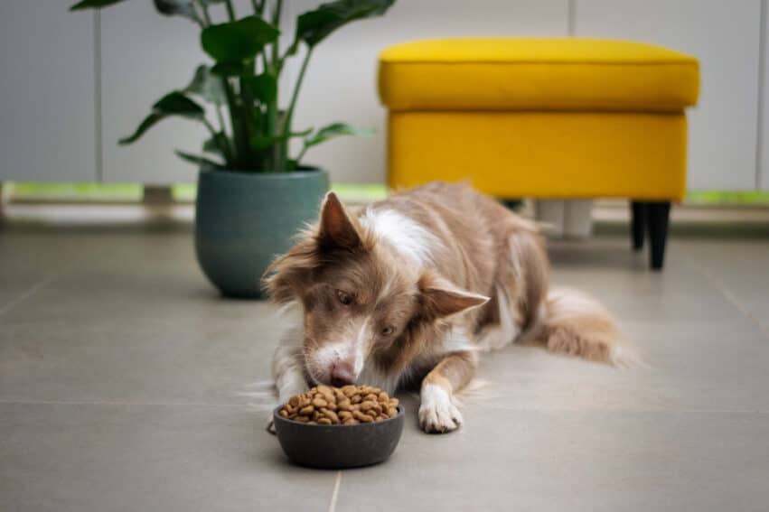 alimentation chien santé intestinale
