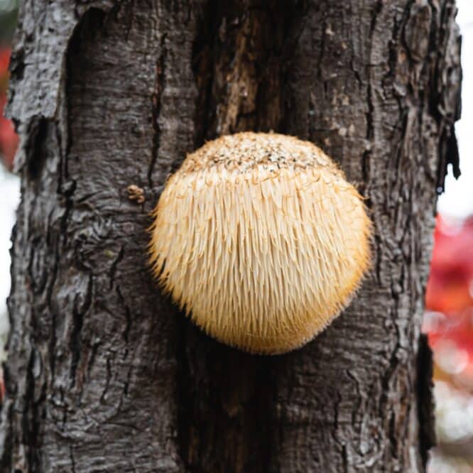 champignon croissance neurone memoire