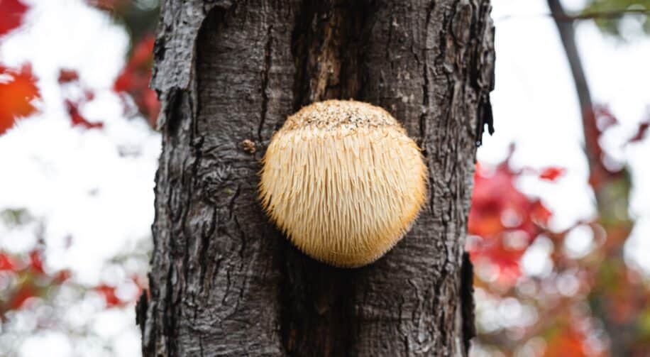 champignon croissance neurone memoire