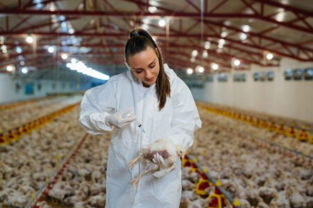 grippe aviaire hautement pathogene tests vaccins couv