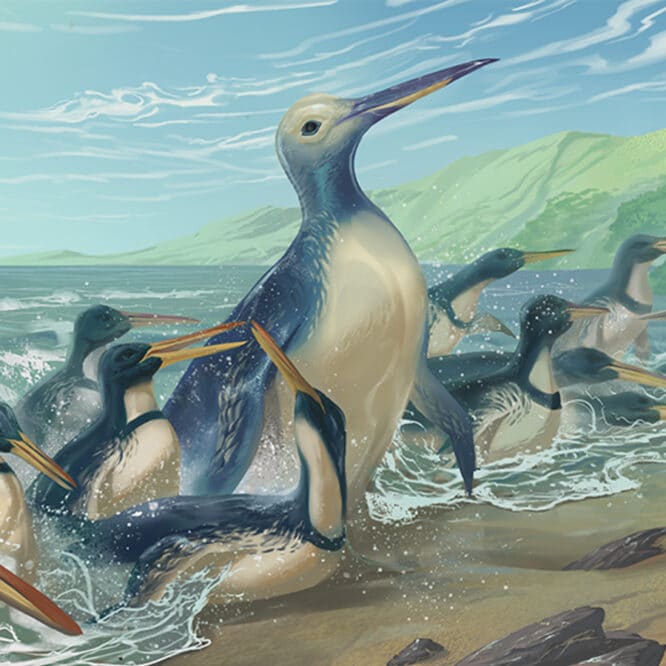 plus grand pingouin existe terre prehistoire nouvelle zelande couv