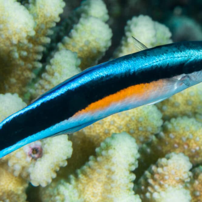 poissons reconnaissance soi image mentale