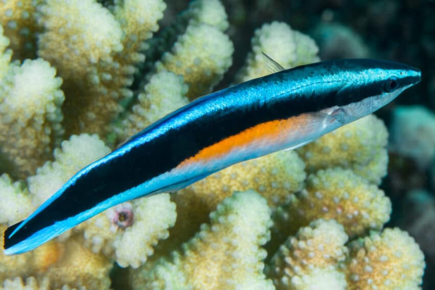 poissons reconnaissance soi image mentale