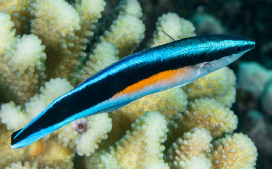 poissons reconnaissance soi image mentale