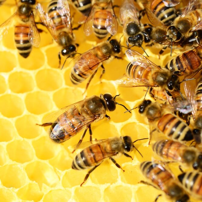 abeilles casse tete apprenant