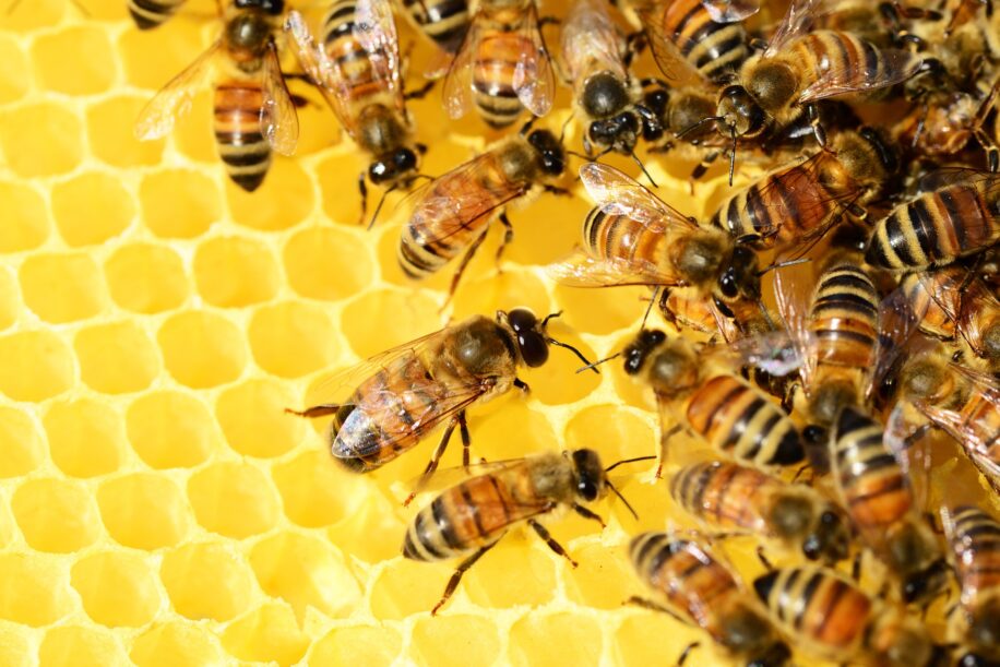 abeilles casse tete apprenant