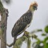 aigles philippines menace extinction 800 individus couv