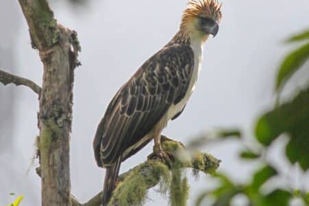 aigles philippines menace extinction 800 individus couv