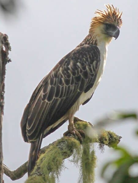 aigles philippines menace extinction 800 individus couv