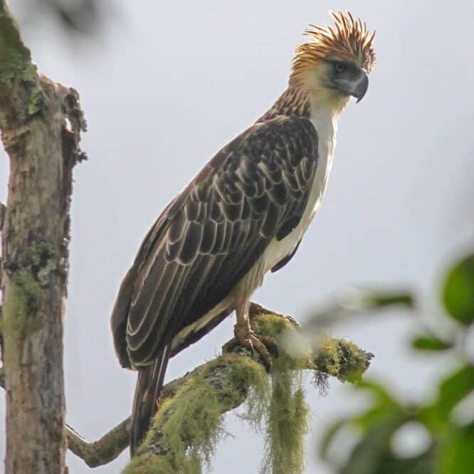 aigles philippines menace extinction 800 individus couv