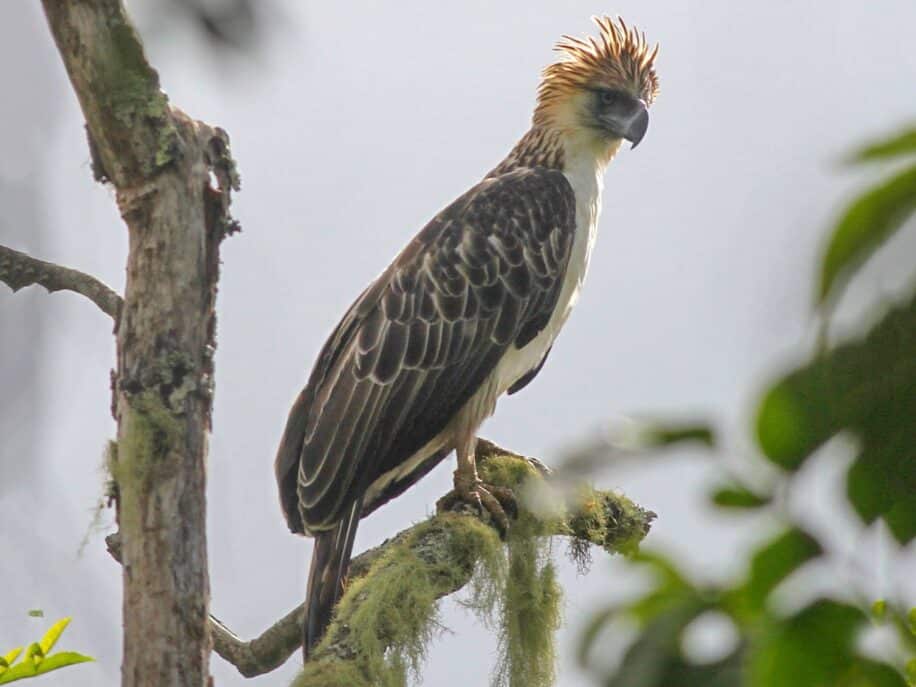 aigles philippines menace extinction 800 individus couv