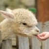 alpaca chatgpt cree moins 600 dollars